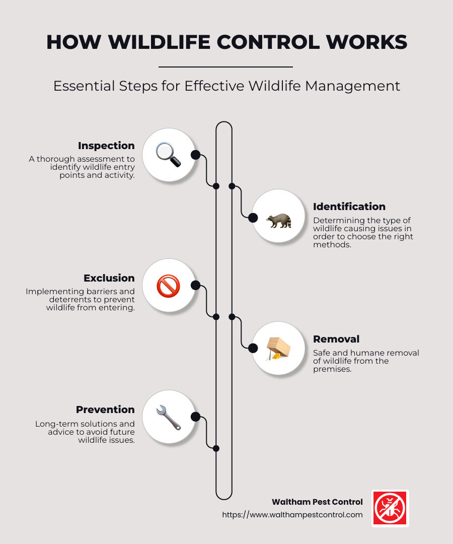 Infographic: How Wildlife Control Works - Wildlife control services infographic infographic-line-5-steps-neat_beige