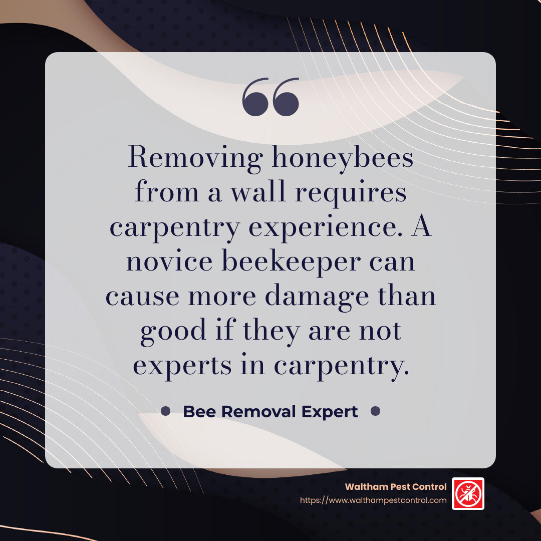 “Removing honeybees from a wall requires carpentry experience. A novice beekeeper can cause more damage than good if they are not experts in carpentry.” - bee removal near me infographic simple-quote-dark