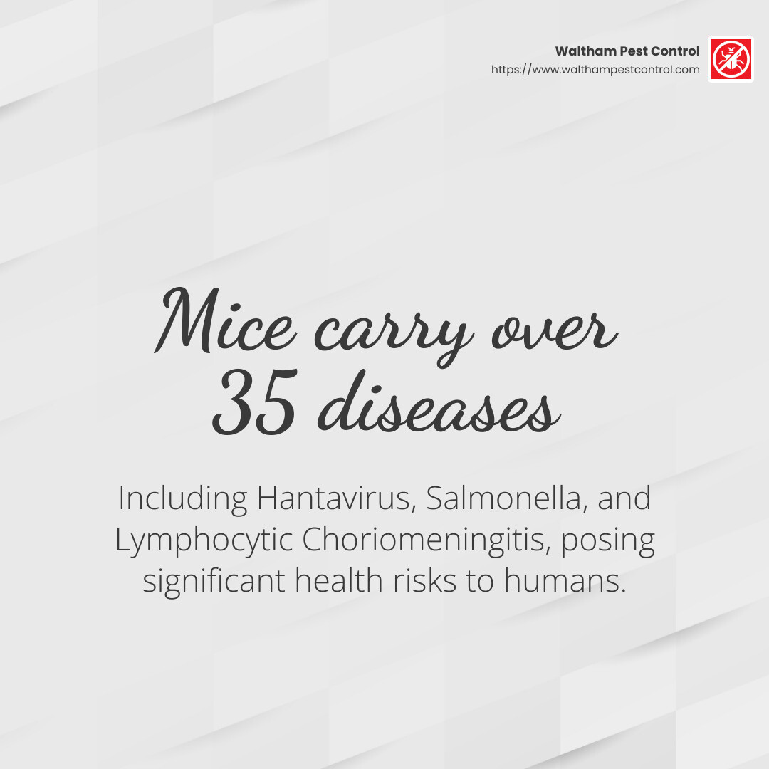 Mice can carry diseases that pose health risks to humans. - mice control companies near me infographic simple-stat-light