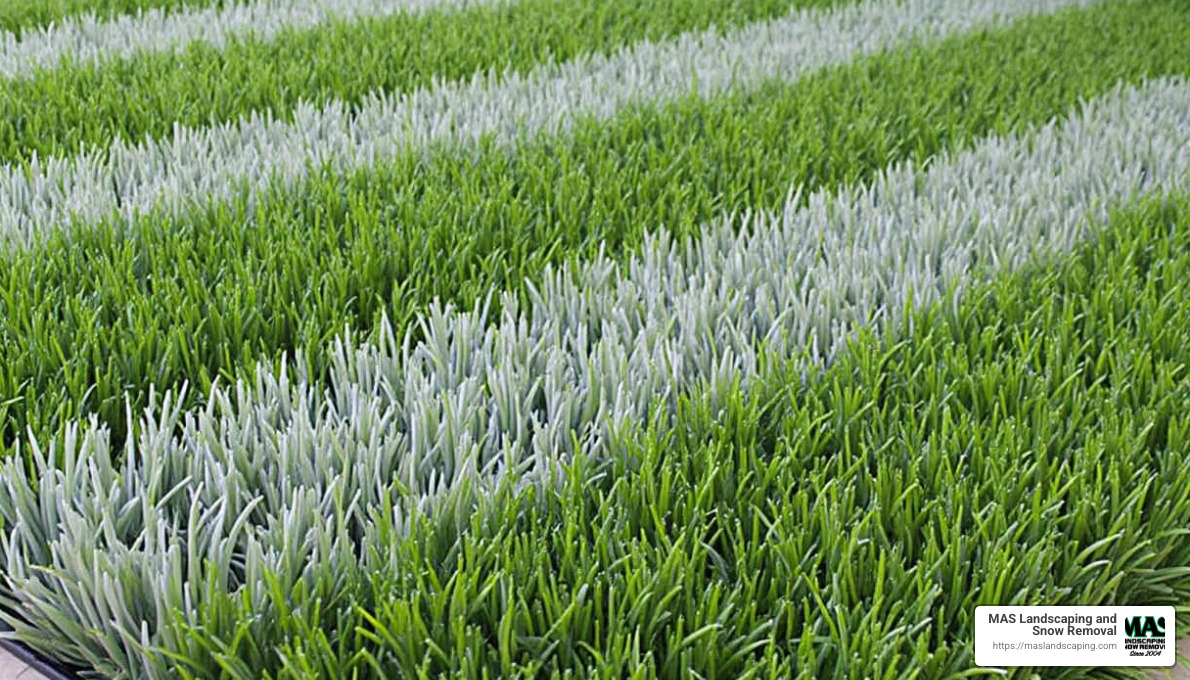 Tools and Materials for Artificial Grass Installation - artificial grass outdoor installation