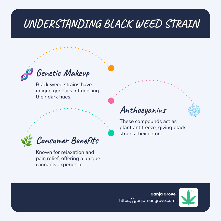 Anthocyanin impact on plant color and cannabis genetics - black weed strain infographic infographic-line-3-steps-blues-accent_colors
