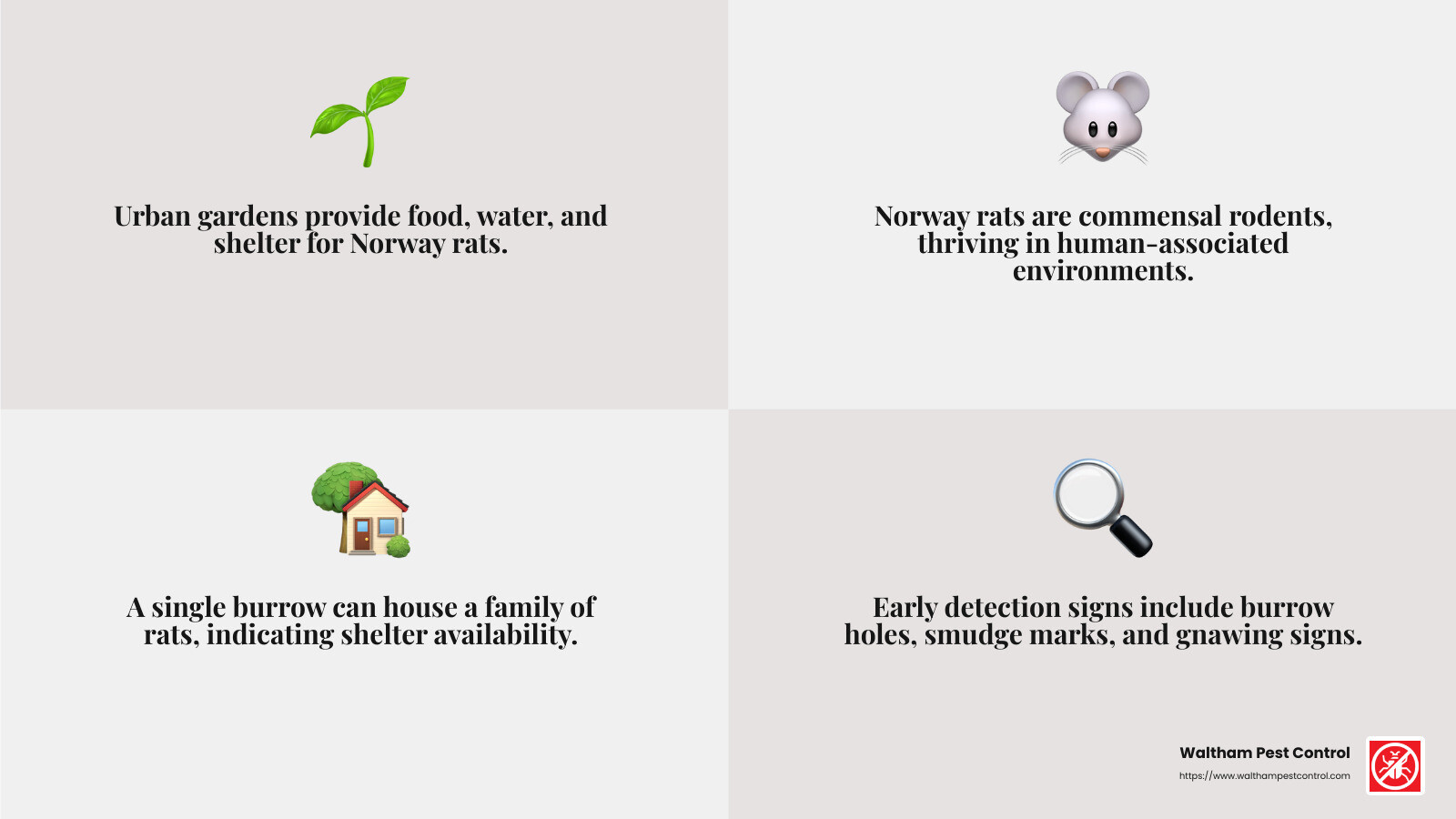 Norway rats are common in urban gardens due to their adaptability and rapid breeding. - rat problem in garden infographic 4_facts_emoji_grey