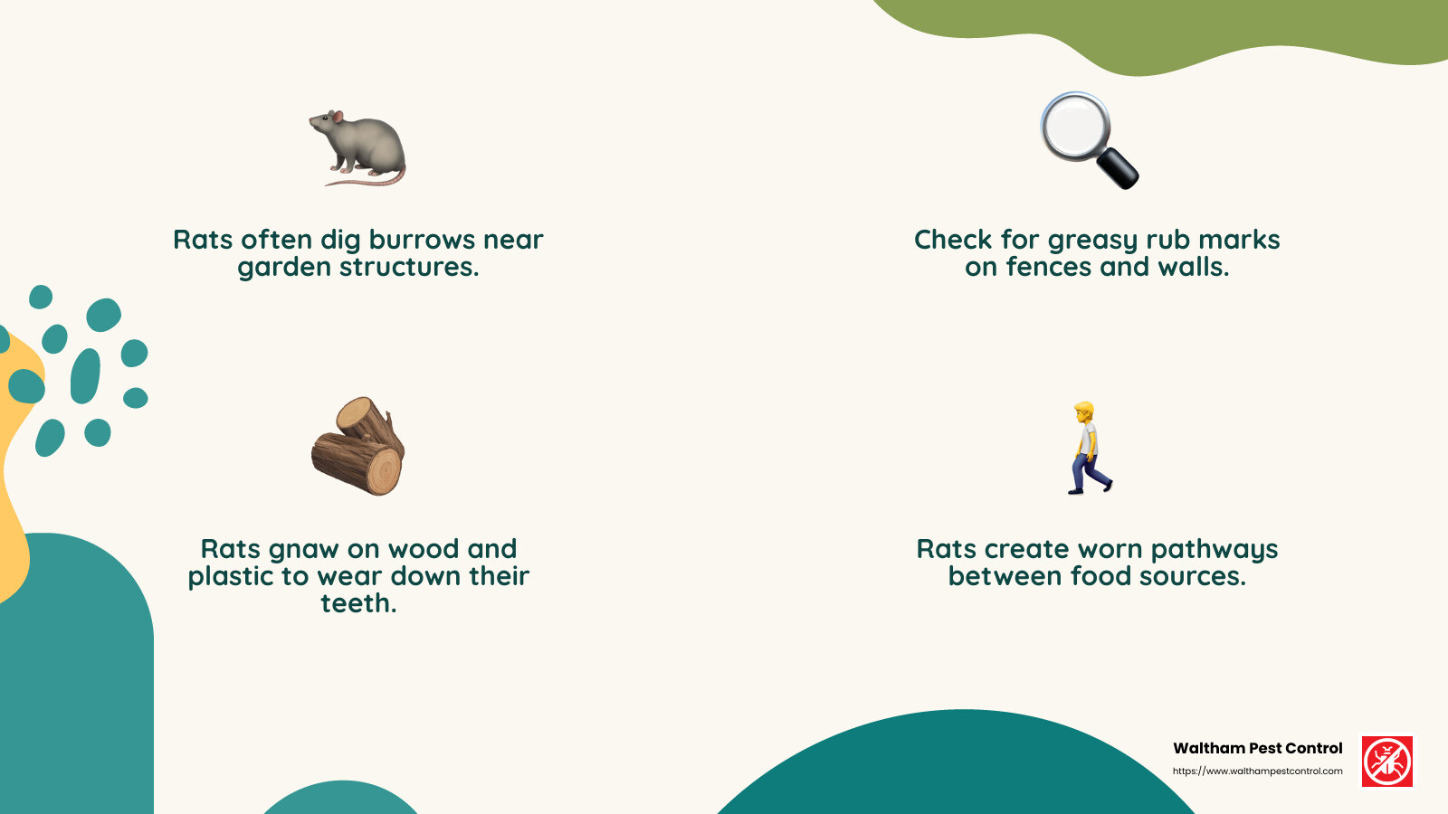 Rats leave behind smudge marks and droppings, which are clear indicators of their presence. - rat problem in garden infographic 4_facts_emoji_nature