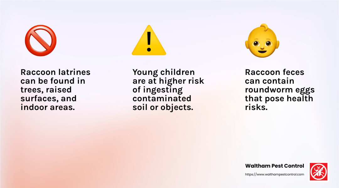 Roundworm risks and prevention - professional raccoon latrine removal infographic 3_facts_emoji_light-gradient