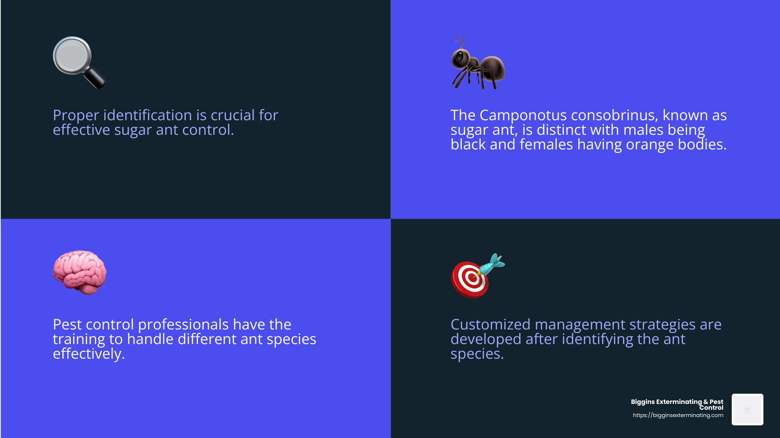 Identification of sugar ants is crucial for effective pest control. - sugar ant pest control infographic 4_facts_emoji_blue
