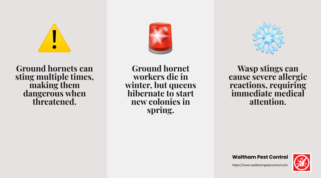 Ground hornets can be aggressive, especially when their nests are disturbed. - are ground hornets aggressive infographic 3_facts_emoji_grey