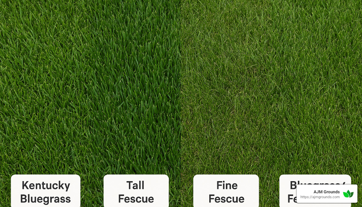 different sod varieties for New England - best sod installation near me