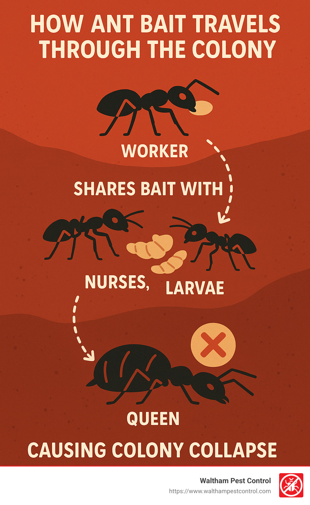 How ant bait travels through the colony: worker ants share bait with nurses, larvae, and eventually the queen, causing colony collapse - ant bait station indoor infographic 