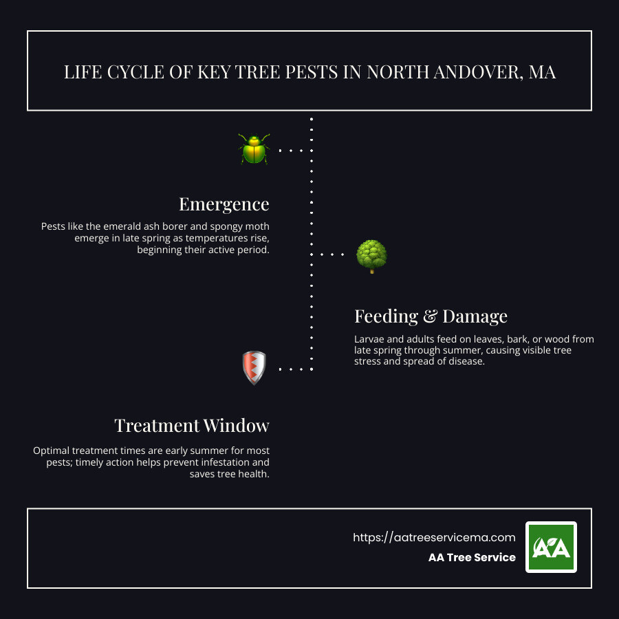 Diagram showing life cycle of common tree pests in New England including emergence times, feeding periods, and treatment windows for emerald ash borer, spongy moth, and hemlock woolly adelgid - tree service north andover ma infographic infographic-line-3-steps-dark