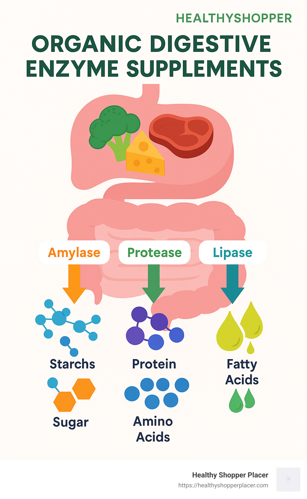 Infographic showing digestive enzymes breaking down food molecules into absorbable nutrients, with amylase converting starches to sugars, protease breaking proteins into amino acids, and lipase changing fats into fatty acids - organic digestive enzyme supplements infographic 