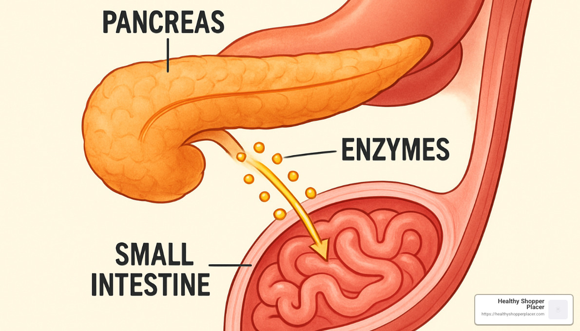 pancreas releasing digestive enzymes into small intestine - organic digestive enzyme supplements