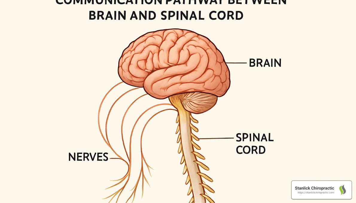 Stanlick Chiropractic | Mastering the Torque Release Technique: A Comprehensive Guide brain to spine communication pathway - chiropractic torque release technique