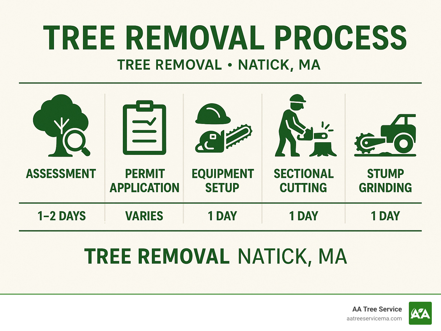 Tree removal process infographic showing assessment, permit application, equipment setup, sectional cutting, and stump grinding with estimated timeline for each step - tree removal natick ma infographic 