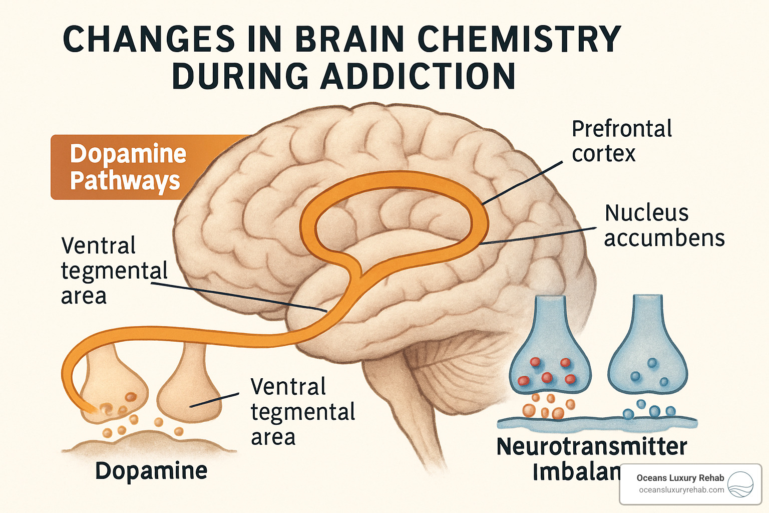 brain chemistry changes during addiction - Addiction recovery journey