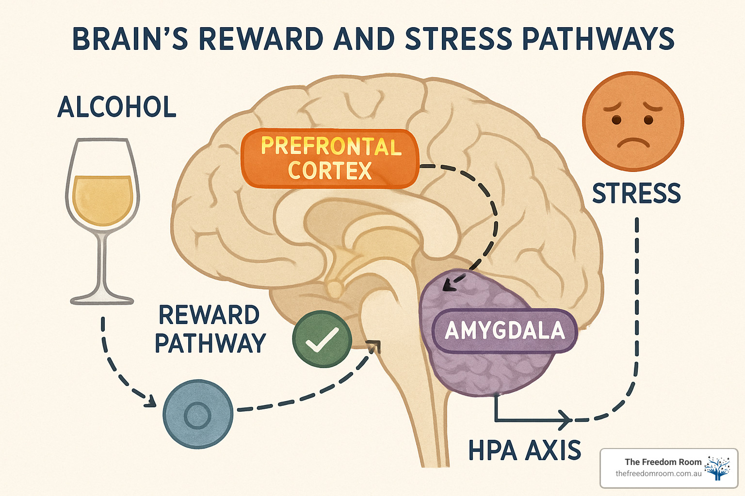 Brain pathways affected by stress and alcohol - Stress and alcohol addiction