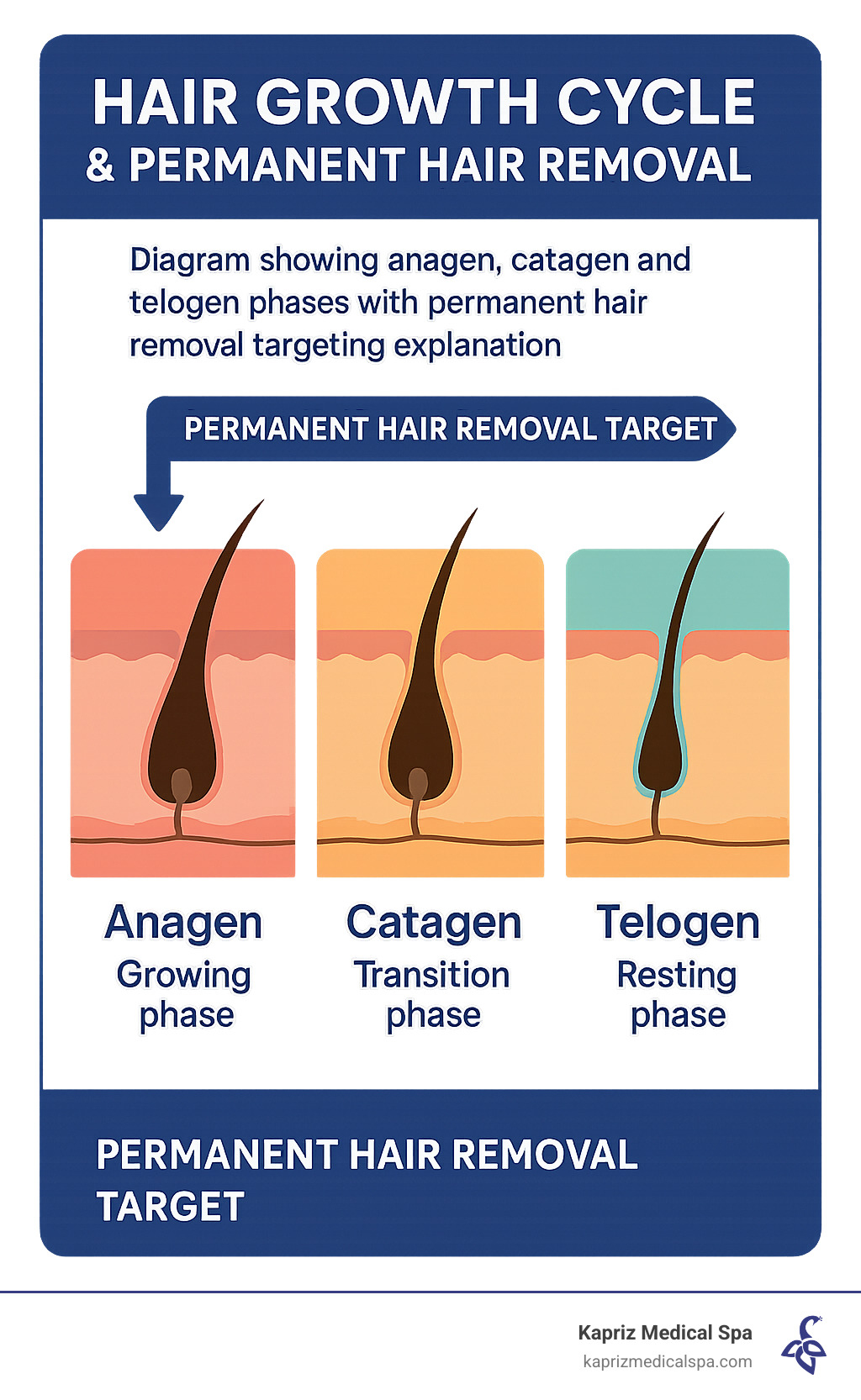 Hair growth cycle diagram showing anagen, catagen and telogen phases with permanent hair removal targeting explanation - Permanent hair removal Jacksonville infographic