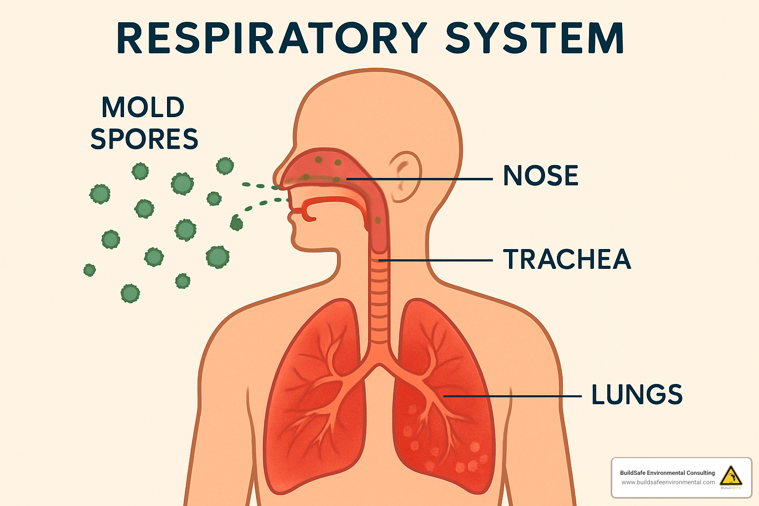 respiratory system diagram showing mold impact - mold in the home health risks