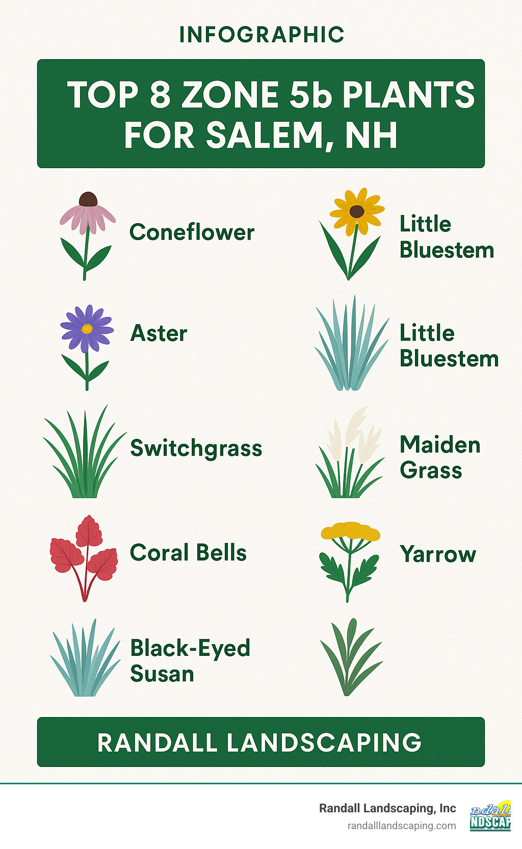 Infographic: Top 8 Zone 5b Plants for Salem, NH – including coneflower, aster, and ornamental grasses. - Landscape contractors Salem NH infographic 