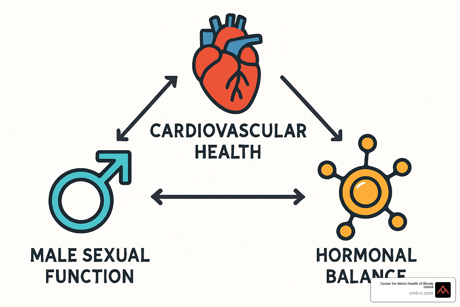 Male sexual health diagram showing interconnections between cardiovascular health, hormones, and sexual function - male sexual health treatment