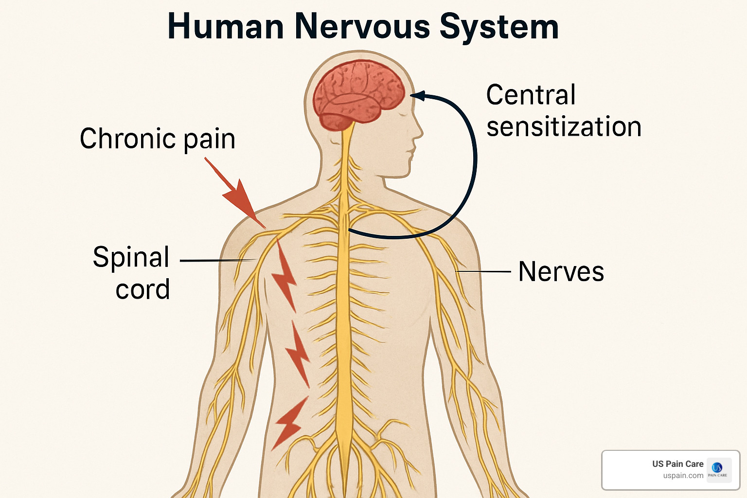 pain nervous system diagram showing how chronic pain affects the brain and body - chronic pain rehabilitation programs