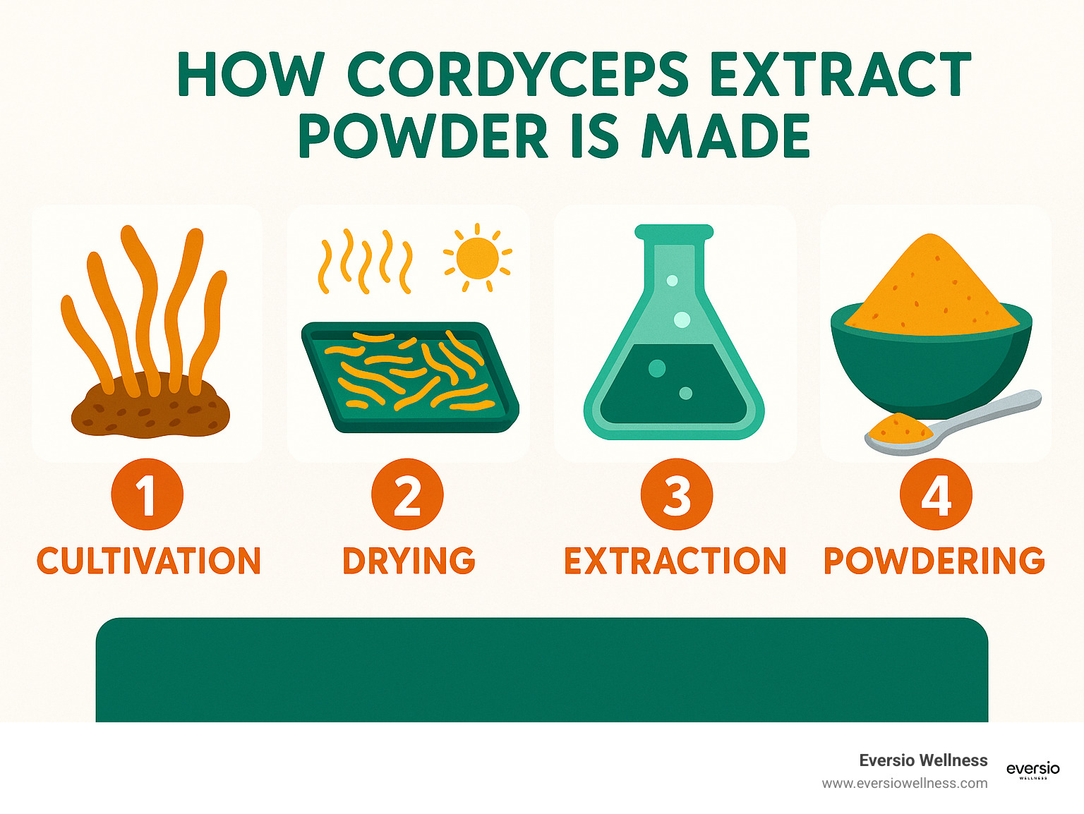How Cordyceps Extract Powder Is Made - cordyceps extract powder infographic 