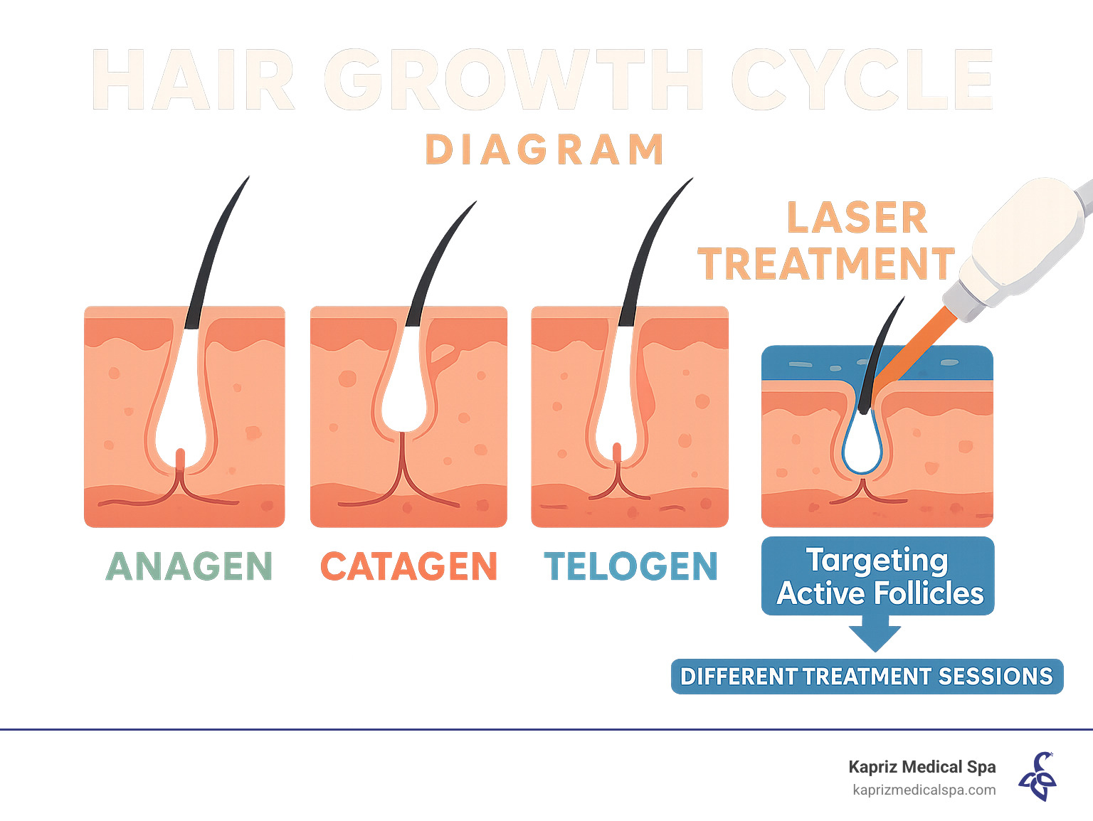 Hair growth cycle diagram showing anagen, catagen and telogen phases and how laser treatment targets active follicles during different treatment sessions - about laser hair removal treatment jacksonville fl infographic 