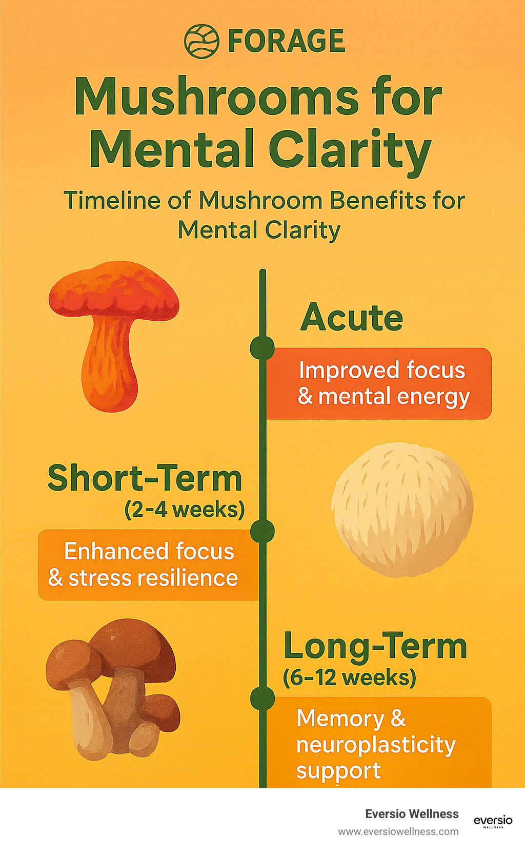 timeline of mushroom benefits for mental clarity - Mushrooms for mental clarity infographic 