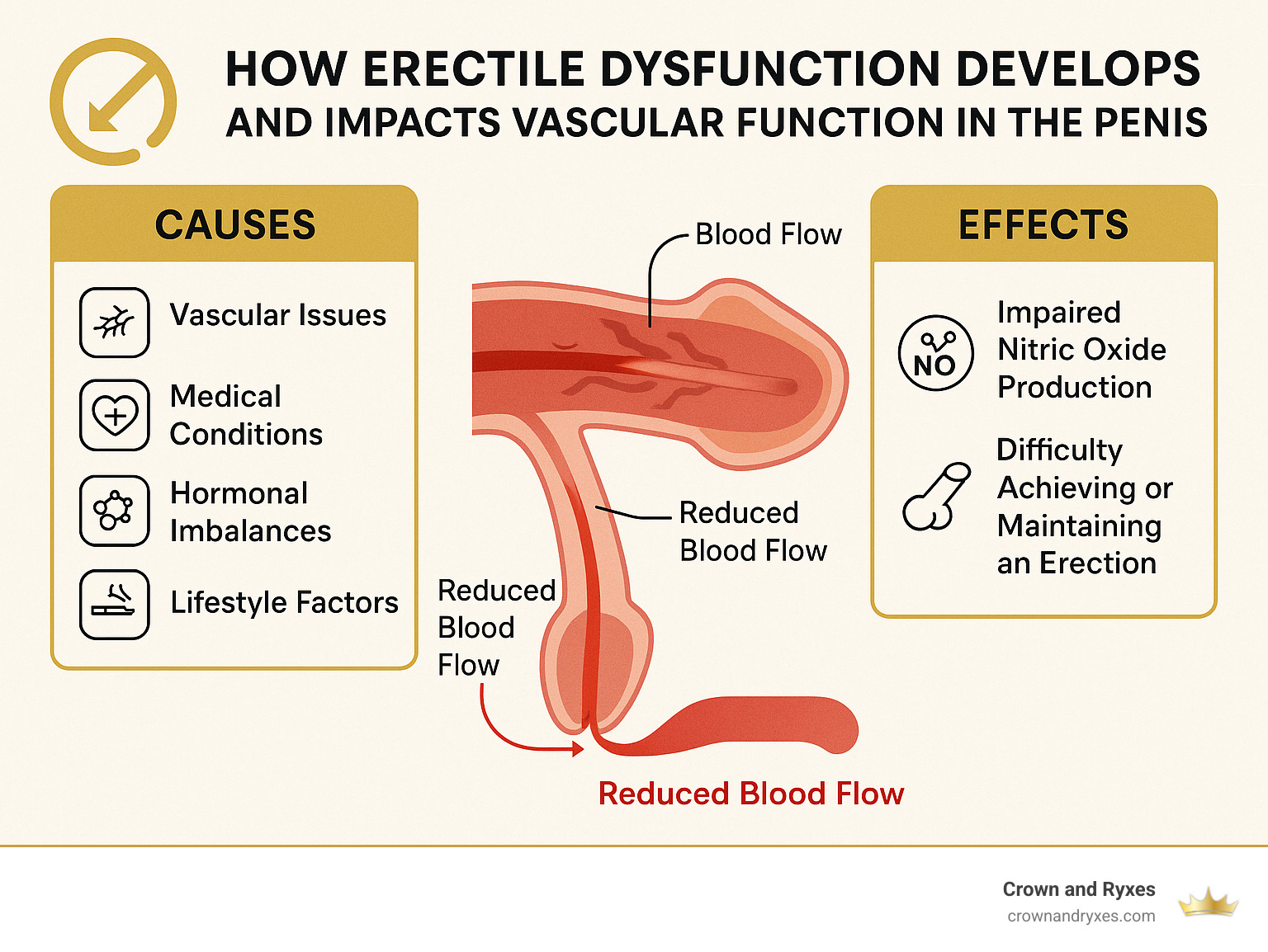 How erectile dysfunction develops and impacts vascular function in the penis - erectile disfunction treatment clermont infographic 