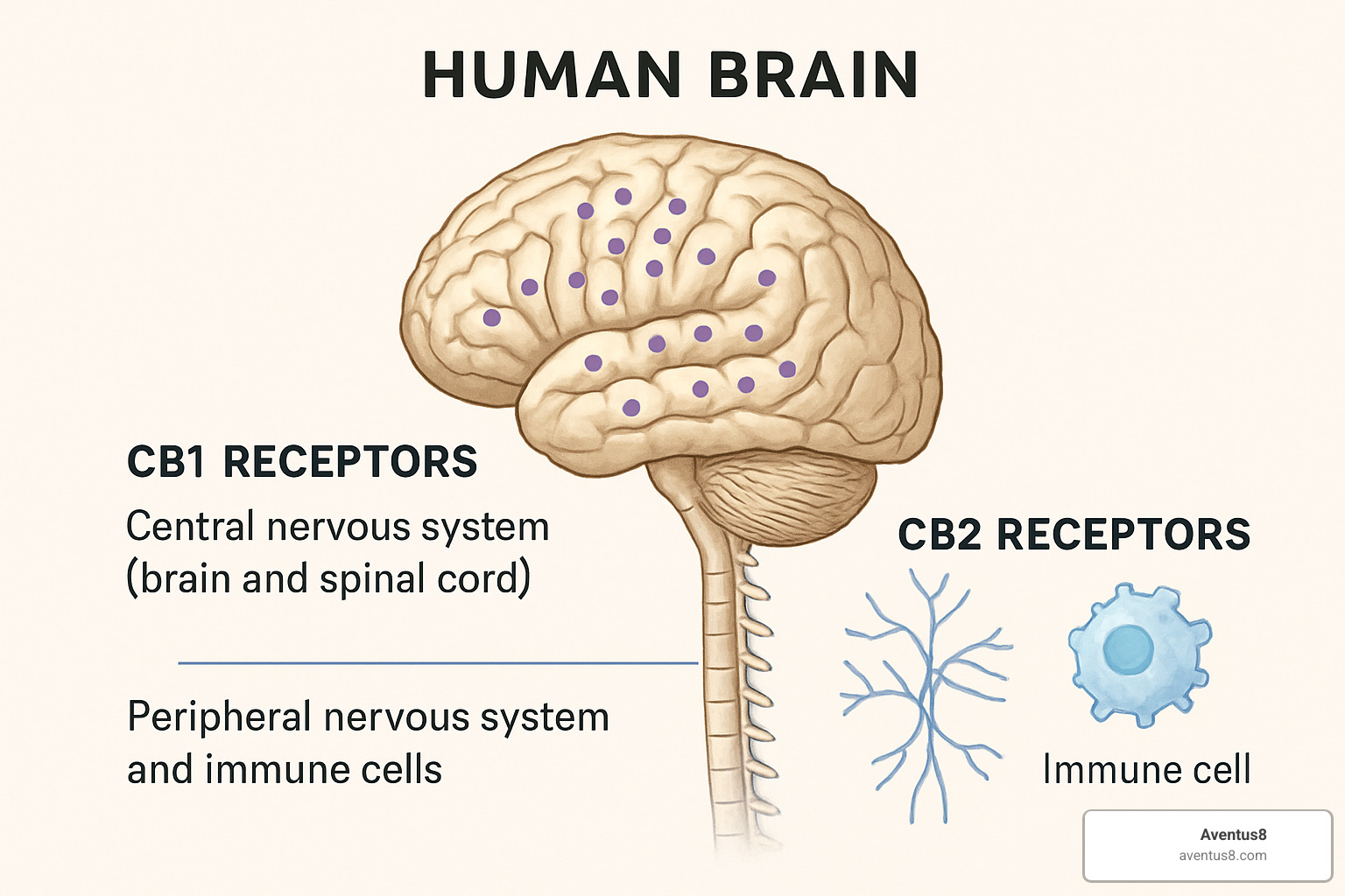 brain receptor illustration showing CB1 and CB2 receptors - delta 9 vs CBD