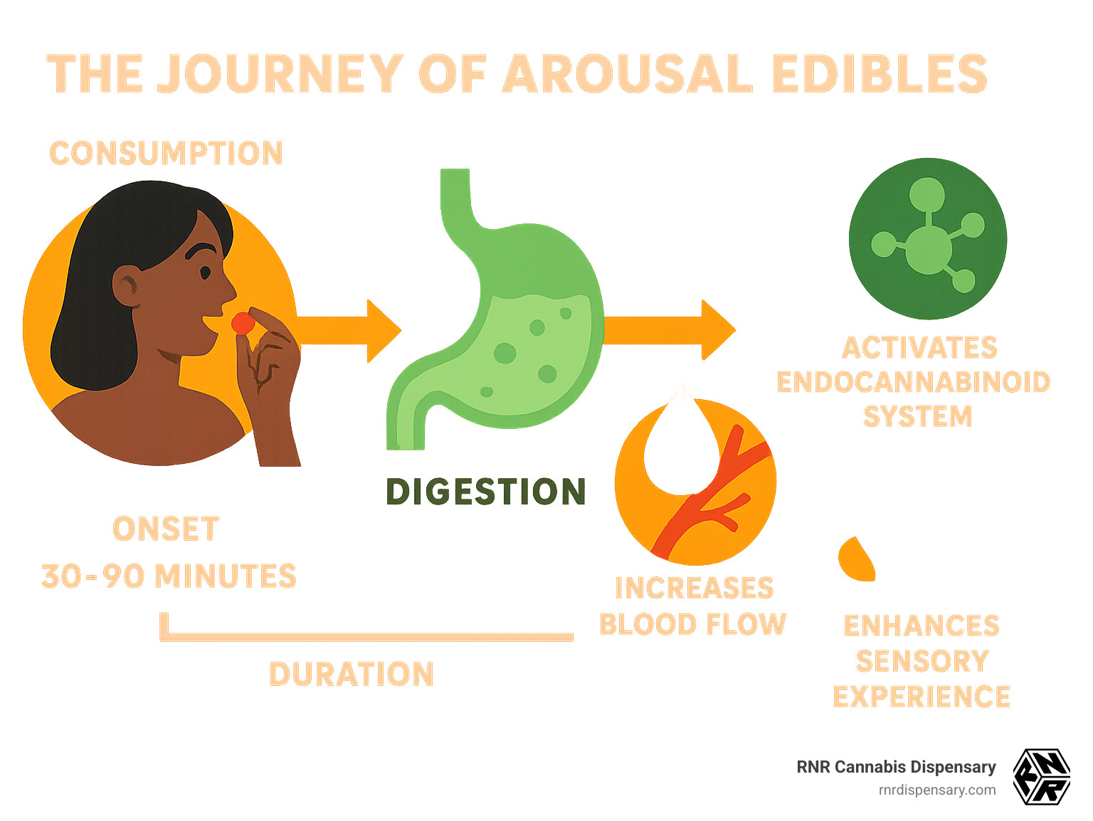 Infographic showing the journey of arousal edibles from consumption through digestion to effects on the endocannabinoid system, blood flow, and sensory improvement, with timeline markers for onset and duration - arousal edibles infographic