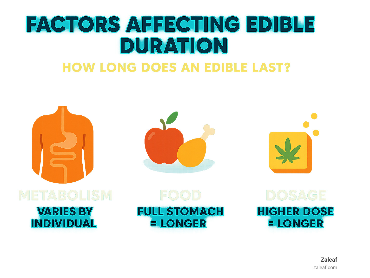 Factors affecting edible duration including metabolism, food, and dosage - how long does an edible last infographic 