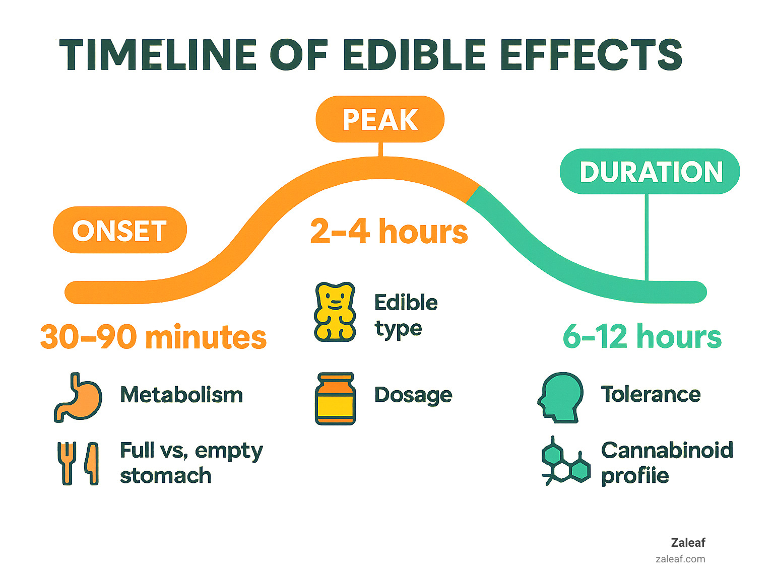 Timeline of edible effects showing onset, peak, and duration with factors affecting each stage - how long does an edible last infographic 