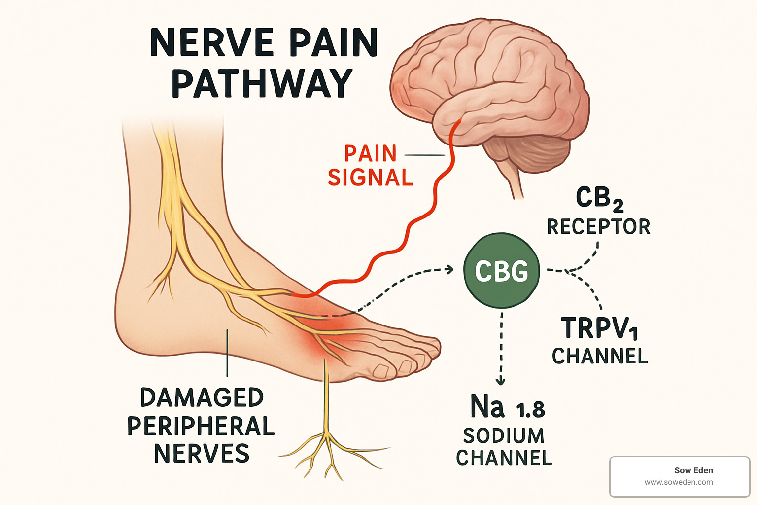 Pain pathway diagram showing how nerve damage leads to pain signals and where CBG intervenes - cbg for nerve pain