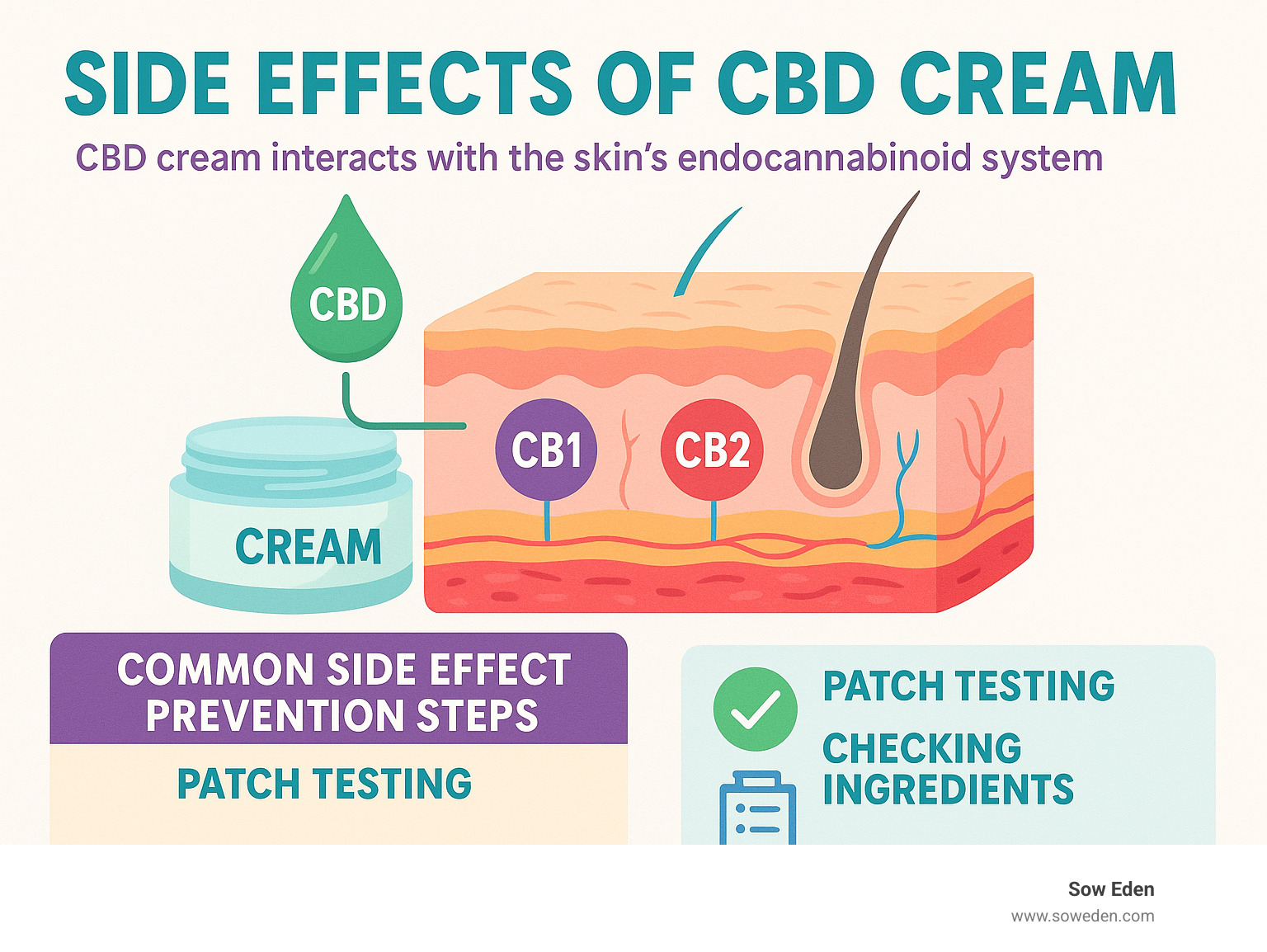 Infographic showing the skin's endocannabinoid system with CB1 and CB2 receptors, how CBD interacts with skin layers, and common side effect prevention steps including patch testing and ingredient checking - side effects of cbd cream infographic 