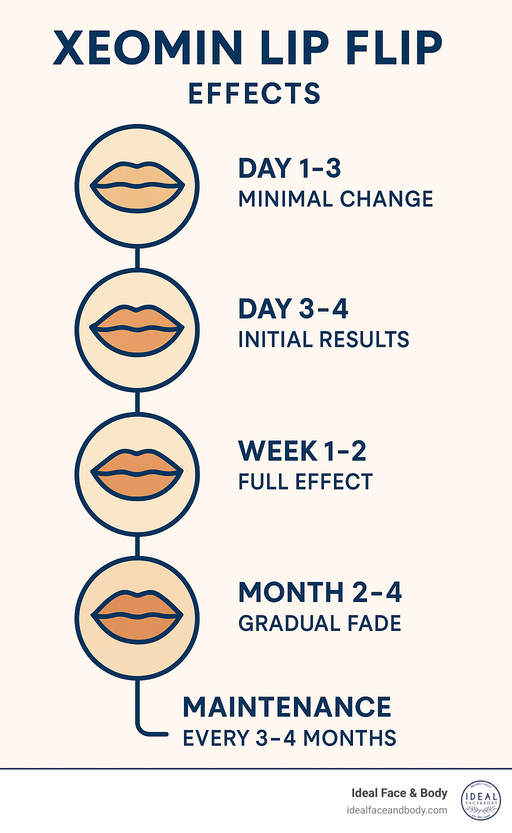 Timeline infographic showing Xeomin lip flip effects: Day 1-3 minimal change, Day 3-4 initial results, Week 1-2 full effect, Month 2-4 gradual fade, with maintenance recommendations every 3-4 months - xeomin lip flip infographic 