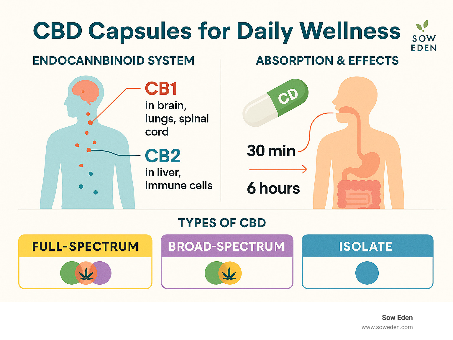 Detailed infographic showing the endocannabinoid system with CB1 and CB2 receptors throughout the body, CBD capsule absorption pathway through digestive system, timeline of effects from 30 minutes to 6 hours, and comparison of full-spectrum vs broad-spectrum vs isolate CBD types - CBD capsules for daily wellness infographic 
