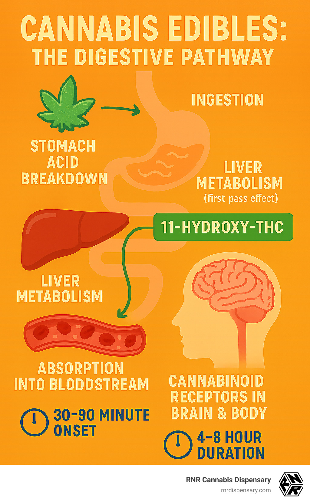 Detailed infographic showing the digestive pathway of cannabis edibles from ingestion through stomach acid breakdown, liver metabolism via first-pass effect, conversion to 11-hydroxy-THC, absorption into bloodstream, and final delivery to cannabinoid receptors in the brain and body, with timeline markers showing 30-90 minute onset and 4-8 hour duration - best online gummy edibles infographic