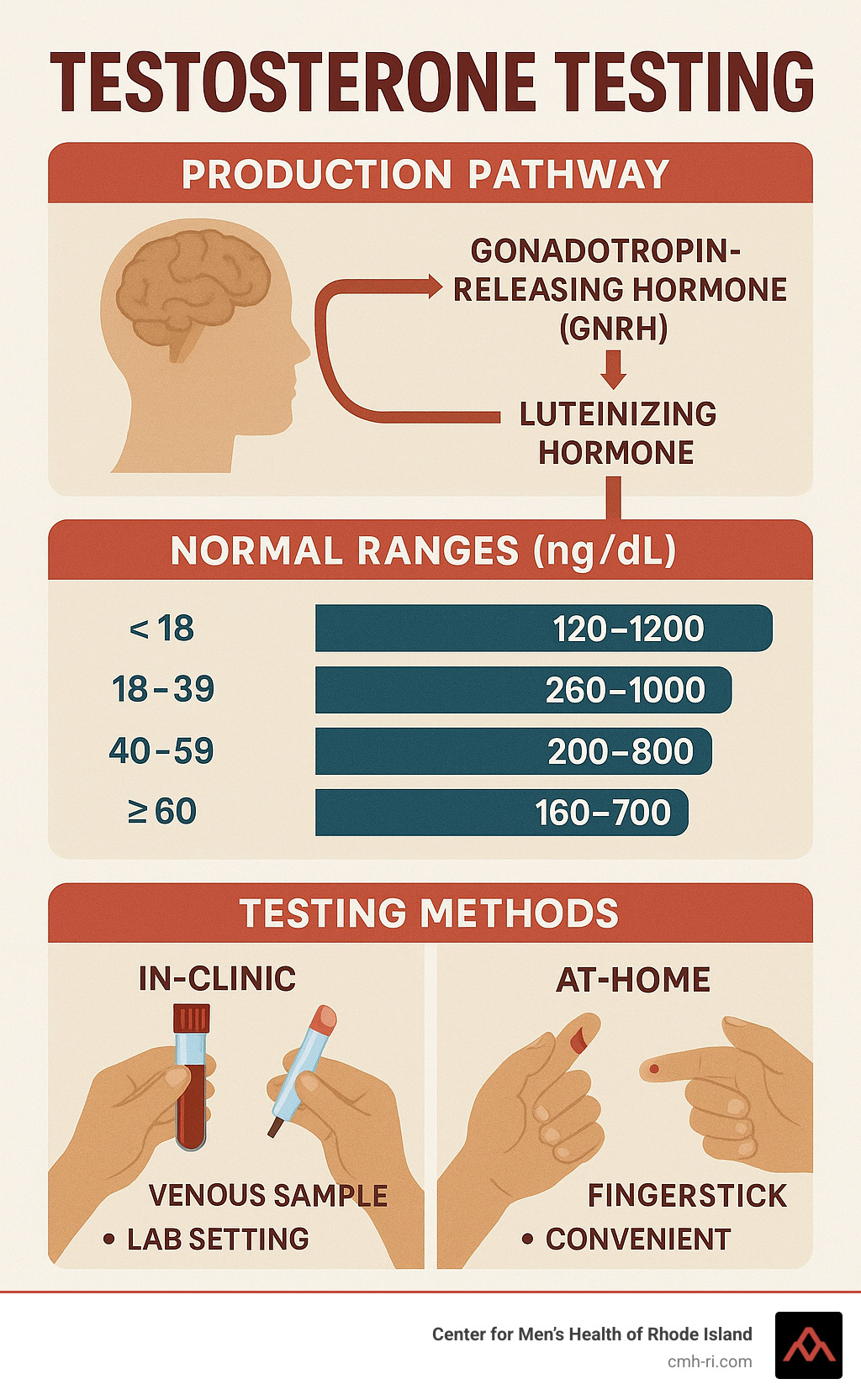 Detailed infographic showing testosterone production pathway from brain signals to testicular hormone synthesis, including normal ranges by age group and common testing methods comparison - testosterone testing infographic 