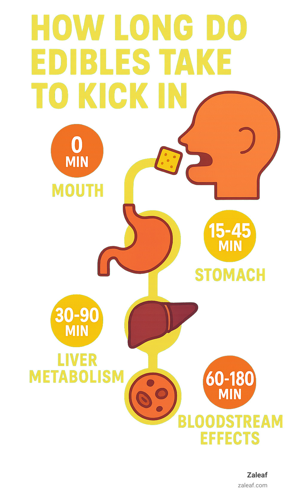 Infographic showing the digestive pathway of edibles from mouth to stomach to liver to bloodstream, with timing markers at each stage: mouth (0 min), stomach (15-45 min), liver metabolism (30-90 min), and bloodstream effects (60-180 min) - how long do edibles take to kick in infographic 