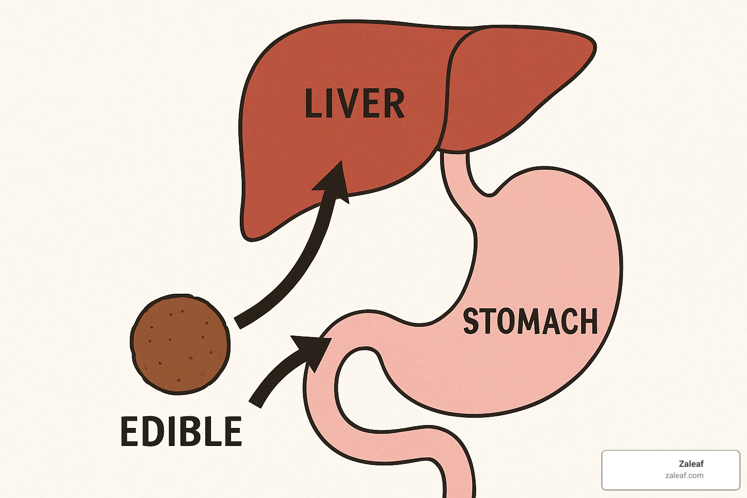stomach and liver icons showing the metabolic pathway - how long do edibles take to kick in