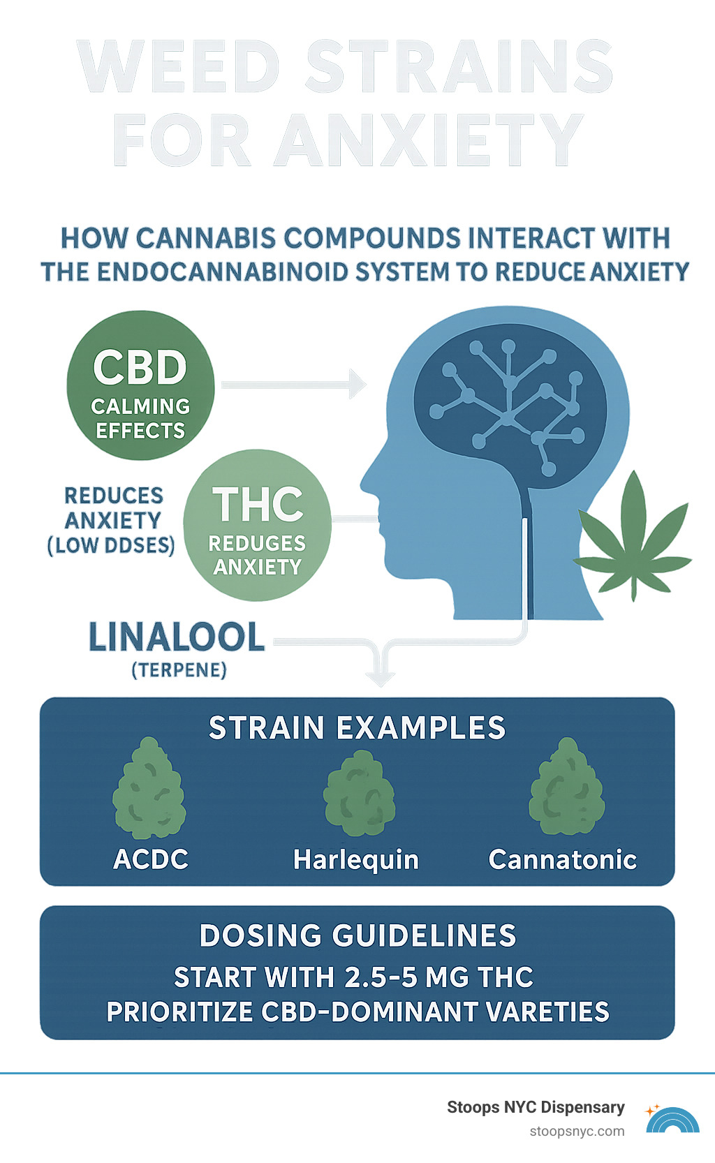 Infographic showing how cannabis compounds CBD, THC, and terpenes like linalool interact with the endocannabinoid system to reduce anxiety, featuring strain examples and dosing guidelines - weed strains for anxiety infographic