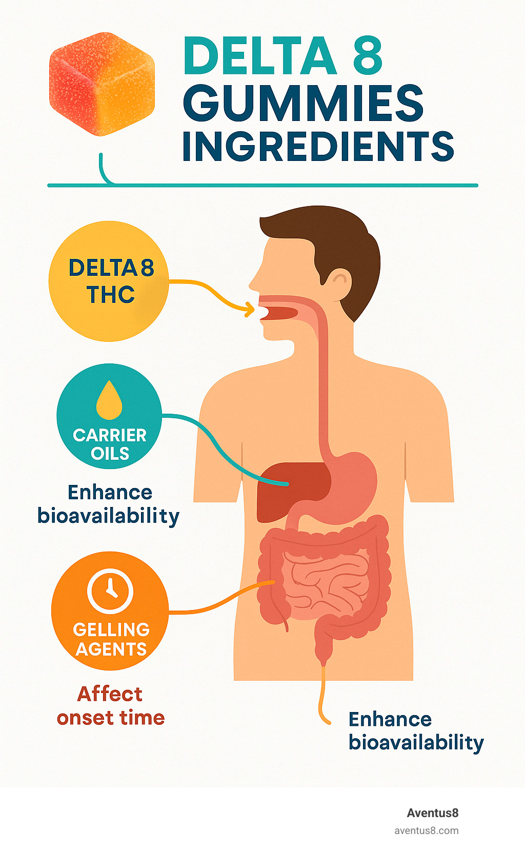 Detailed breakdown of Delta 8 gummy ingredients and their absorption pathway through the digestive system, showing how carrier oils improve bioavailability and gelling agents affect onset time - Delta 8 gummies ingredients infographic 