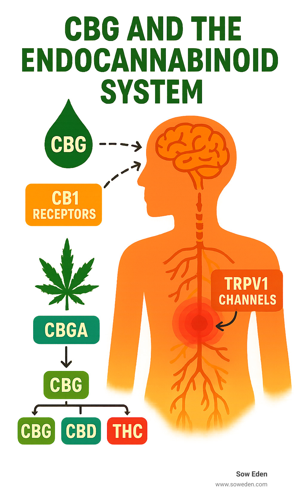 Infographic showing CBG's interaction with the endocannabinoid system, including CB1 and CB2 receptors in the brain and body, TRPV1 channels in pain pathways, and the conversion process from CBGA to CBG, CBD, and THC in hemp plants - cbg oil for pain infographic 