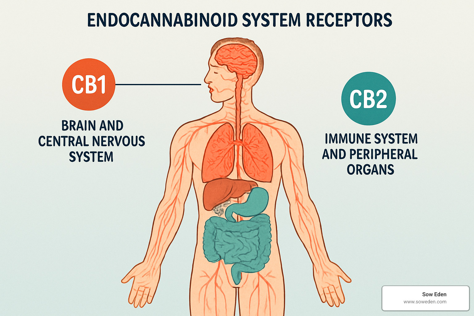 Endocannabinoid system receptors throughout the body - CBD for stress and anxiety