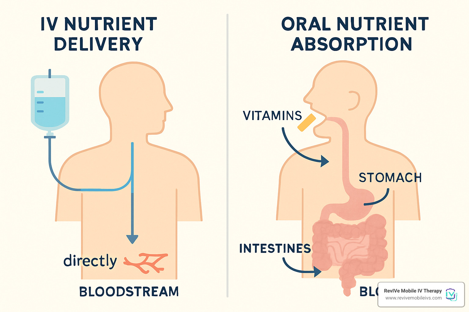 diagram showing how IV nutrients enter bloodstream directly versus oral pathway through digestion - Mobile IV hydration