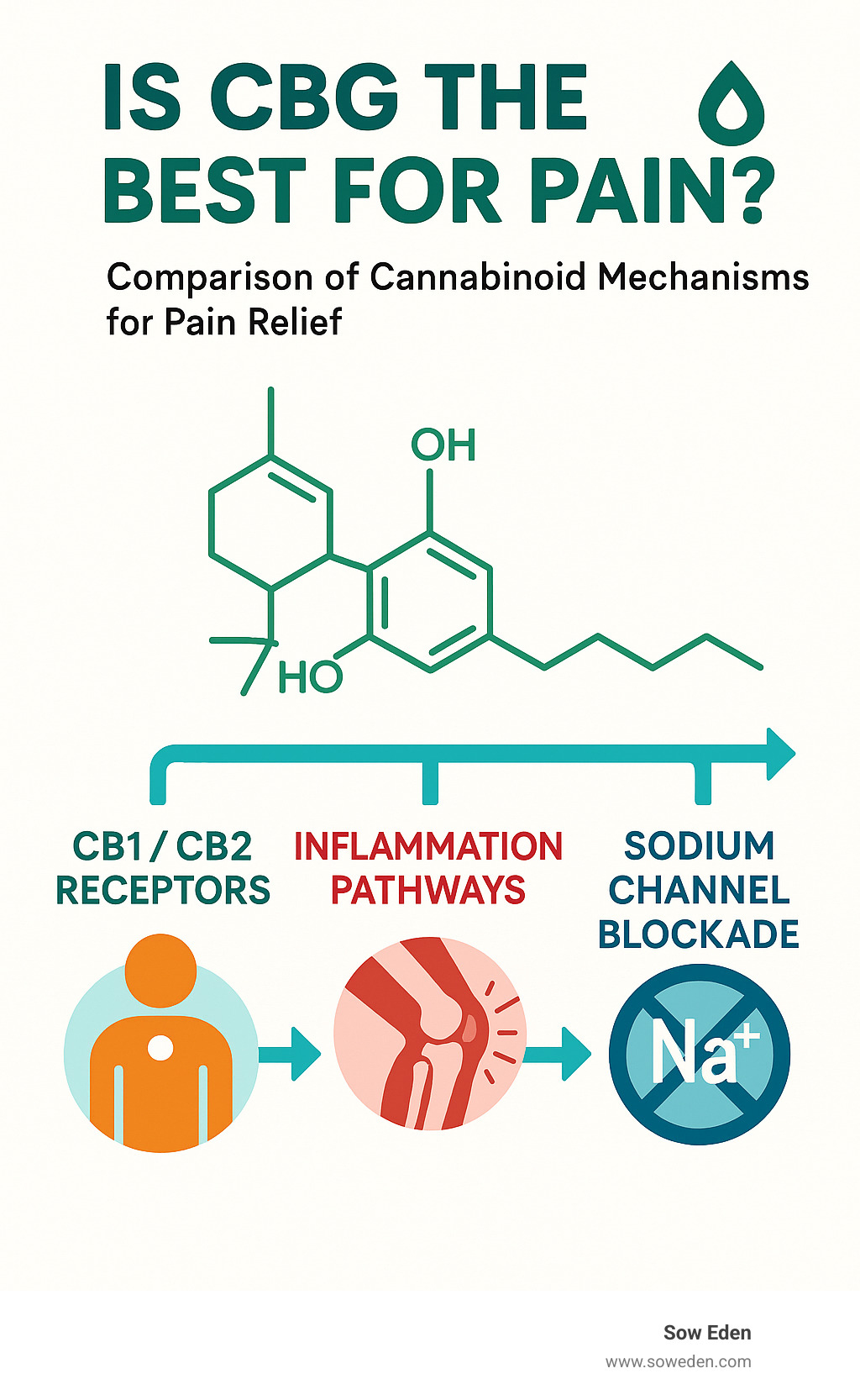 Comparison of cannabinoid mechanisms for pain relief showing CBG's interaction with CB1/CB2 receptors, inflammation pathways, and sodium channel blockade - what cannabinoid is best for pain cbg infographic 