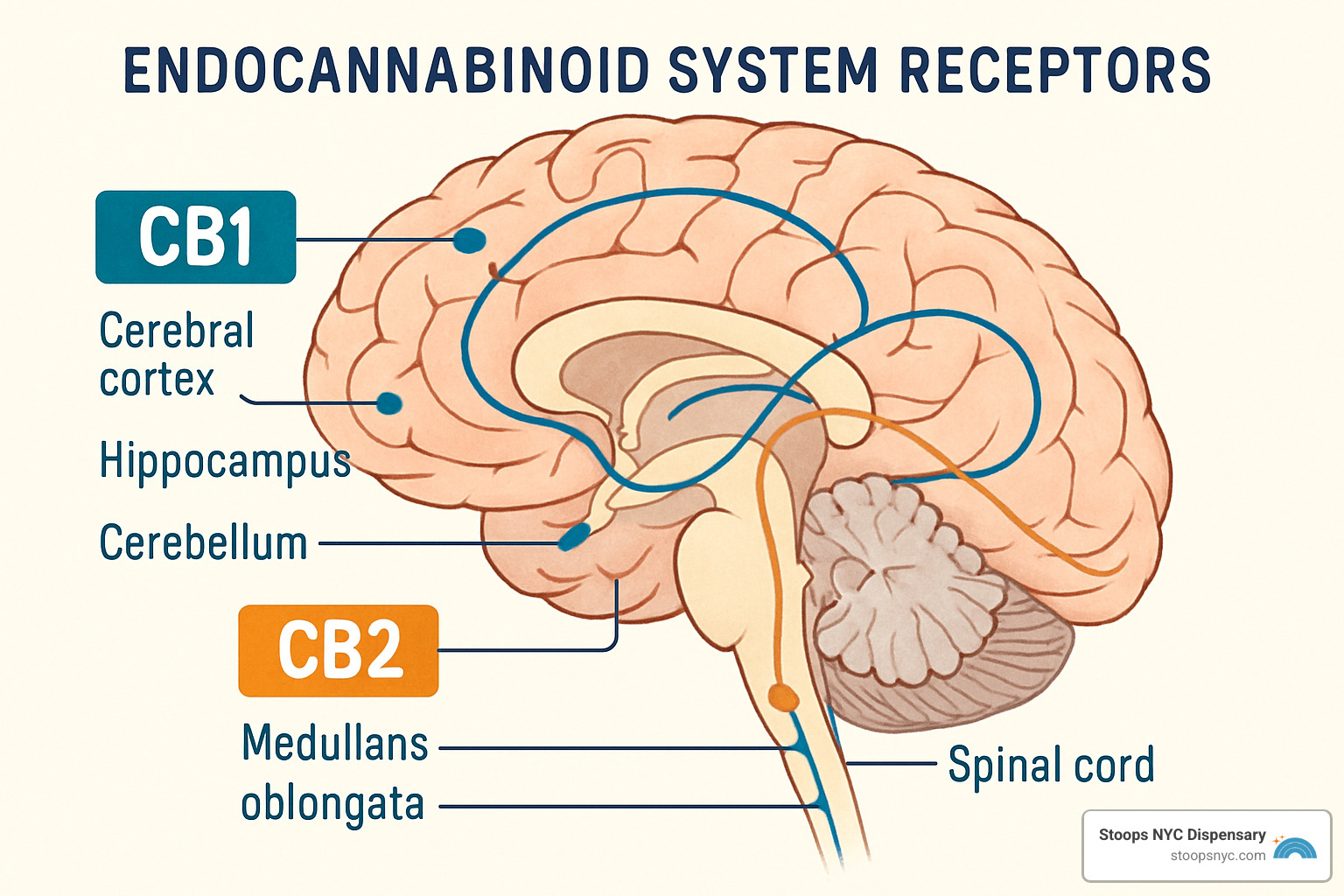 endocannabinoid system receptors in the human brain - 100 facts about cannabis