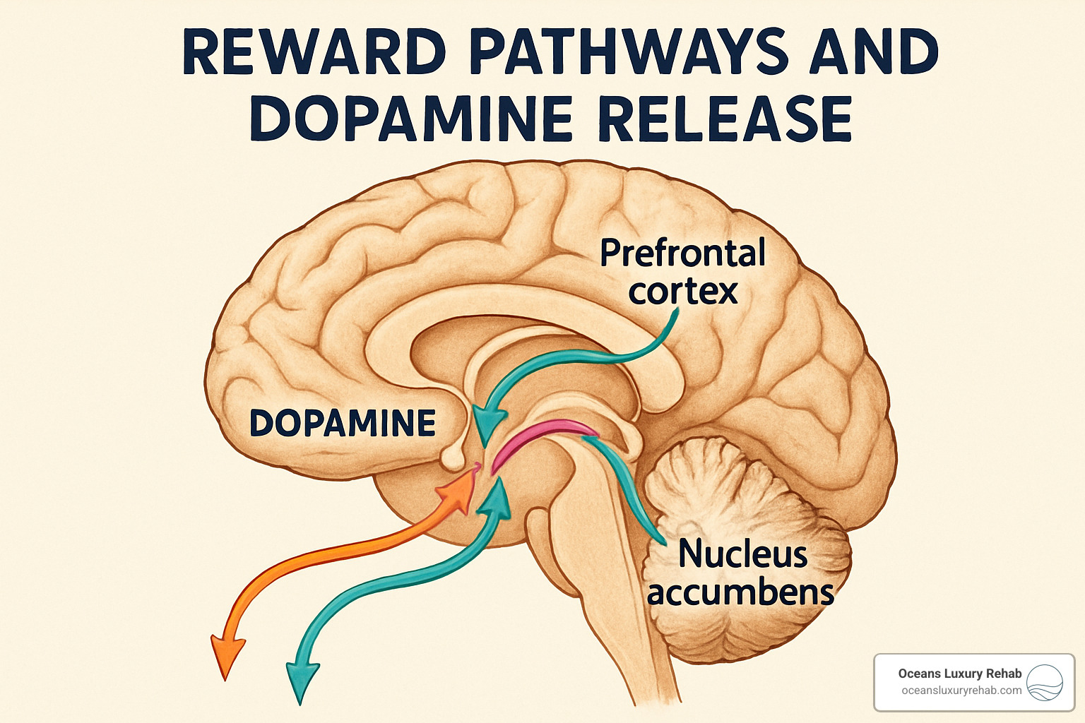 brain reward pathways and dopamine release - addiction
