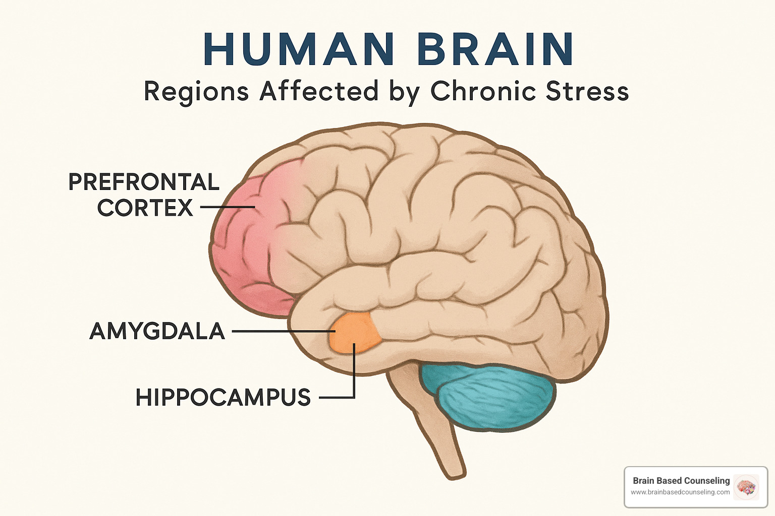 brain regions affected by chronic stress - stress relief counseling