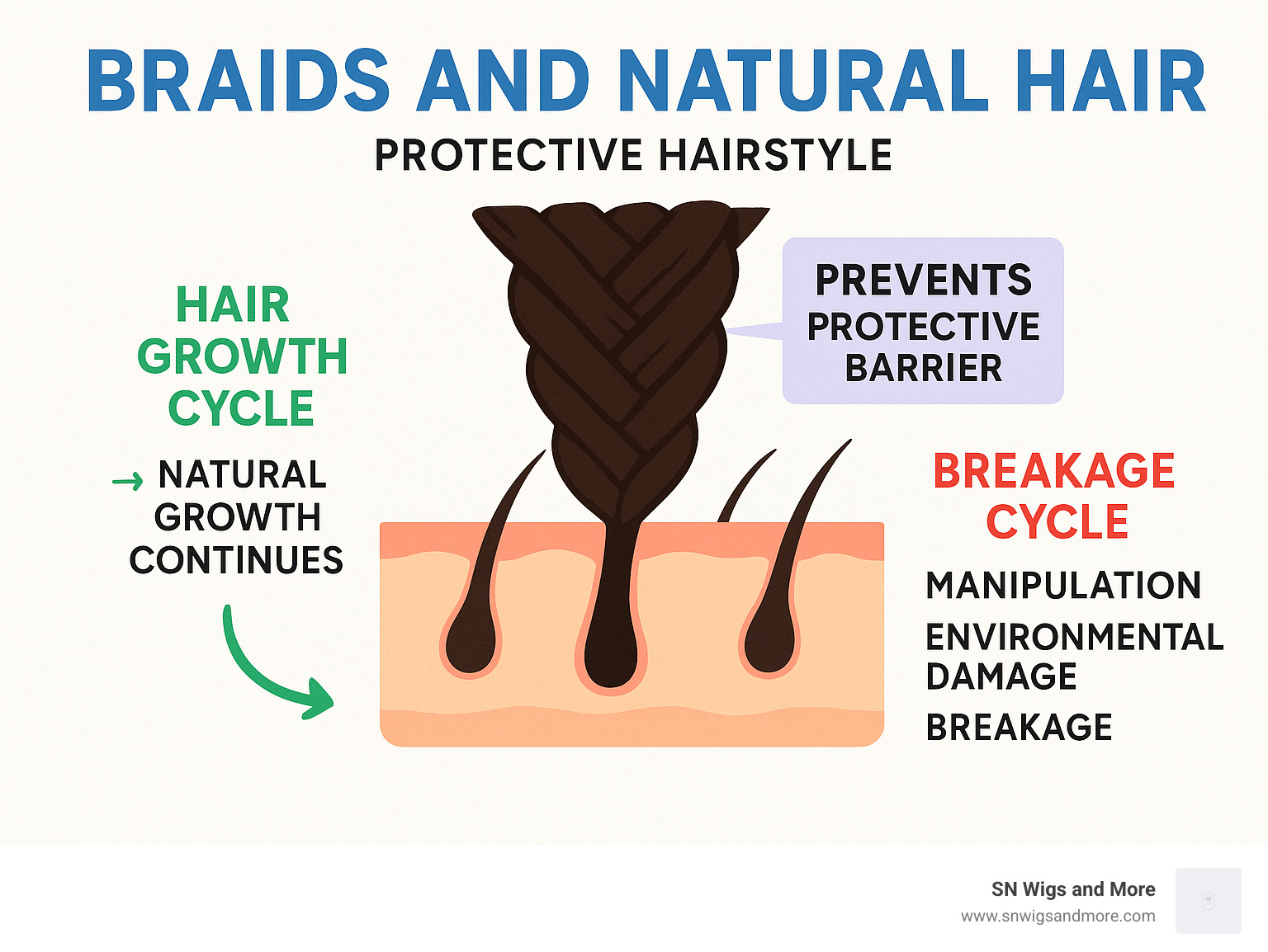 Protective hairstyles infographic showing the hair growth cycle vs breakage cycle, with braids illustrated as a protective barrier that prevents manipulation, environmental damage, and breakage while allowing natural growth to continue - braids and natural hair infographic 
